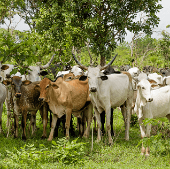 cow herd